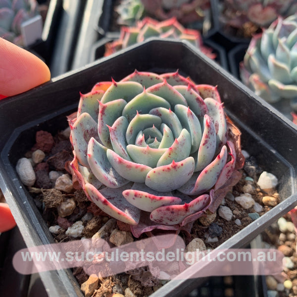 Echeveria San Camellia 圣卡美妮
