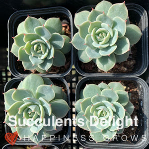 Echeveria Deresina 雪域