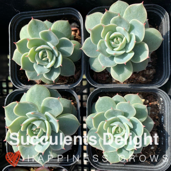 Echeveria Deresina 雪域