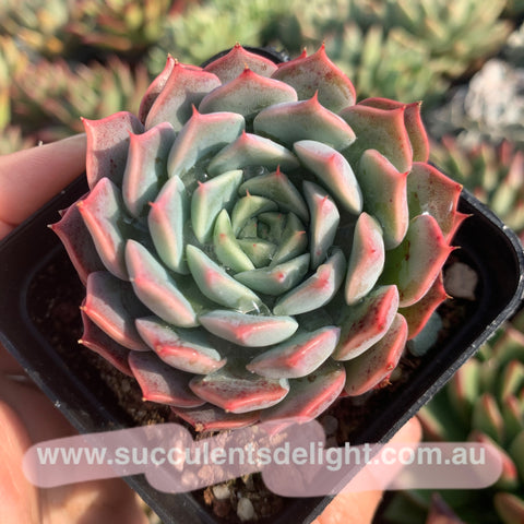 Echeveria Tornado 龙卷风