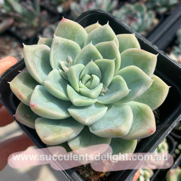 Echeveria Elsa (with dark lines) 艾莎（暗纹系）