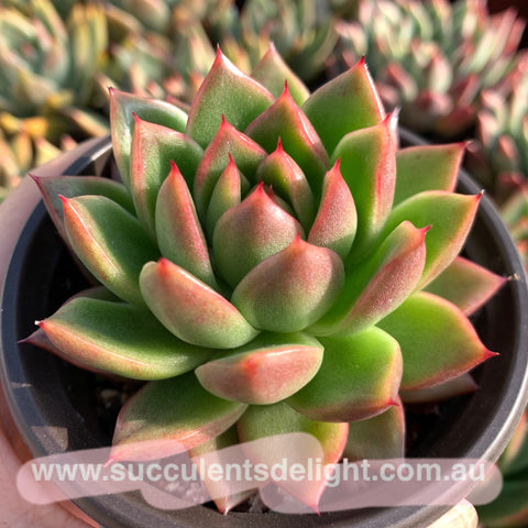 Echeveria Agavoides Red Wax 红蜡东云