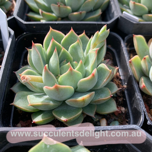 Echeveria Madam Rose aka Romance 玫瑰夫人/浪漫