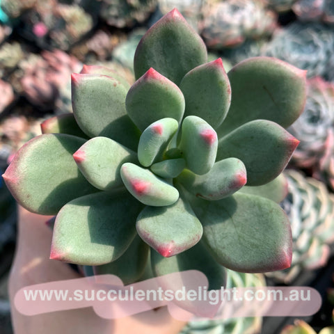 Pachyphytum Dr. Cornelius 青星美人