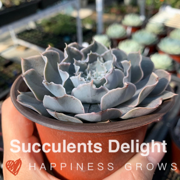Echeveria Rippling Water 涟漪