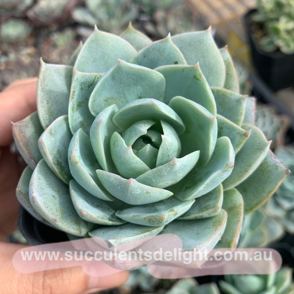 Sedum suaveolens aka Sedeveria blue lotus 木樨甜心