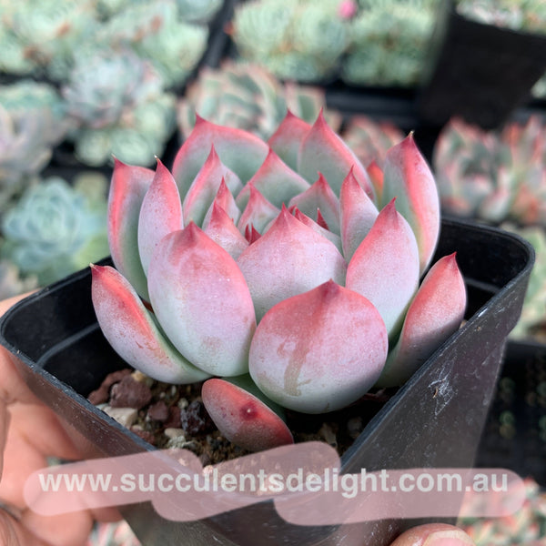 Echeveria Moon Shadow 月之影