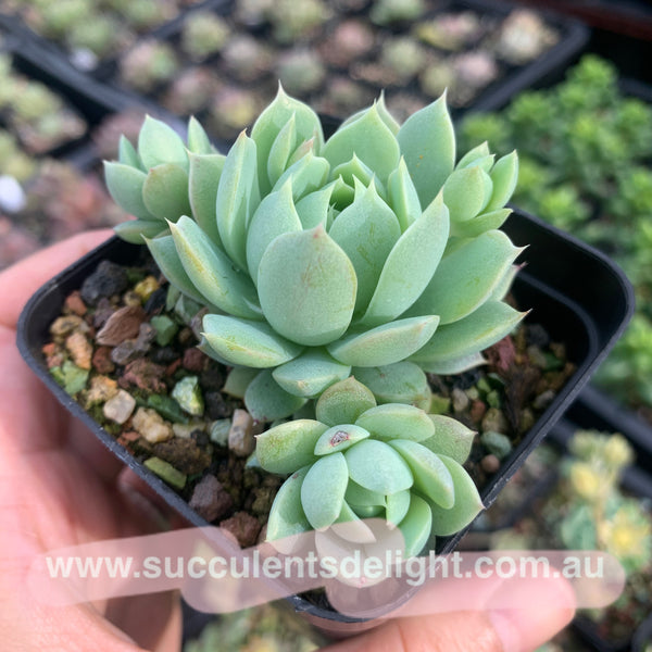 Graptoveria macdougallii x minima 蔓姬 Succulents Delight New Hybrid