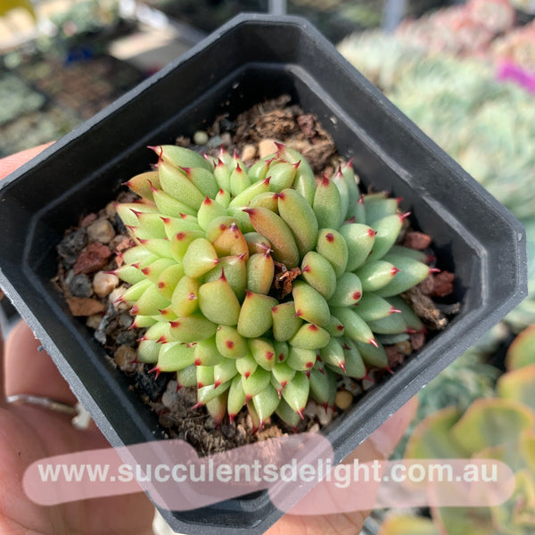 Echeveria agavoides f.cristata Echeveria agavoides 'Crest' 虎鲸