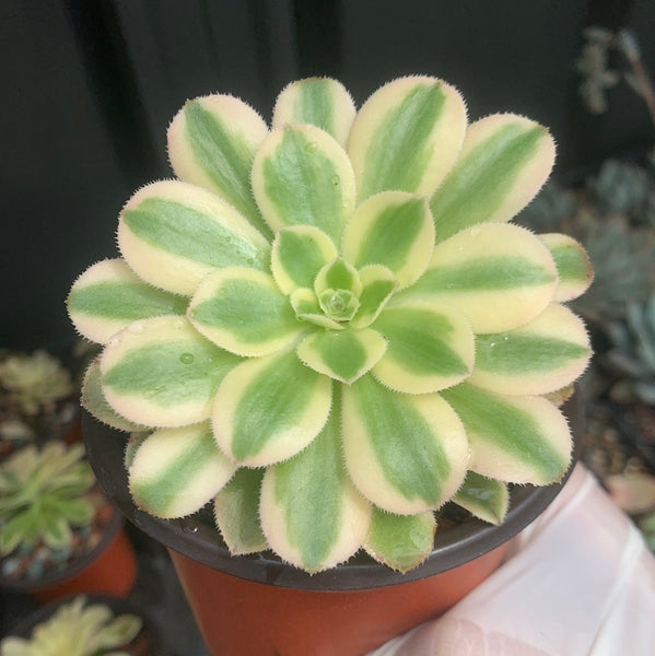 Aeonium arboreum albovariegatum variegata 艳日伞