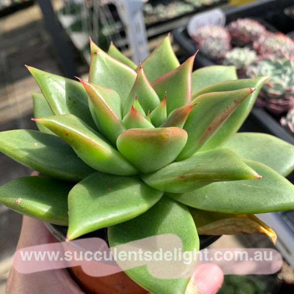 Echeveria Agavoides White Wax 白蜡东云