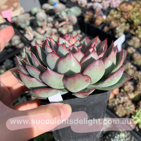 Echeveria Moon Gad Vanish 月光月亮女神