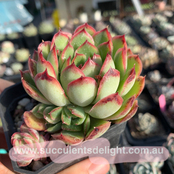 Echeveria Lingzhi 灵芝