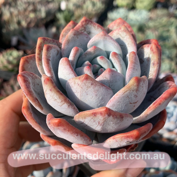 Echeveria Snow Angel 雪天使