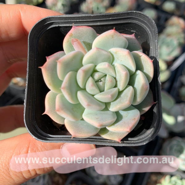 Echeveria Strawberry and Cream 奶油草莓