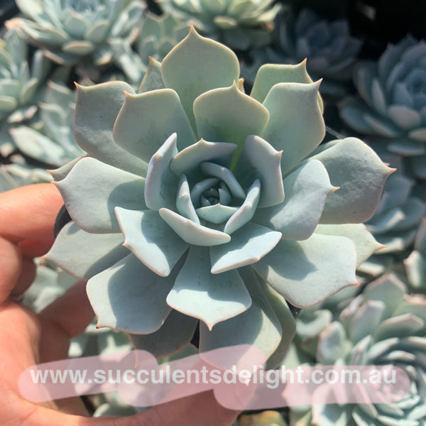 Echeveria Blue Bird (thin leave form) 薄叶蓝鸟