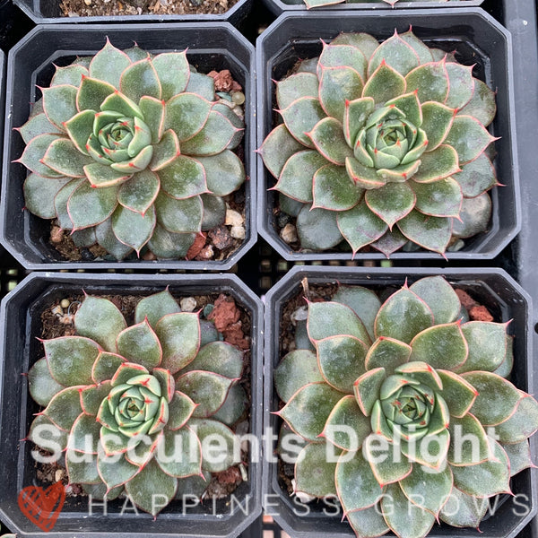 Echeveria Cat's Eye 猫眼石