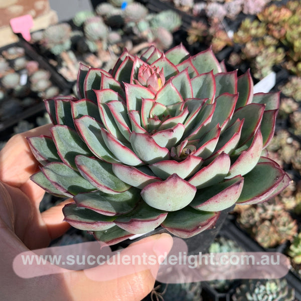 Echeveria Moon Gad Vanish 月光月亮女神