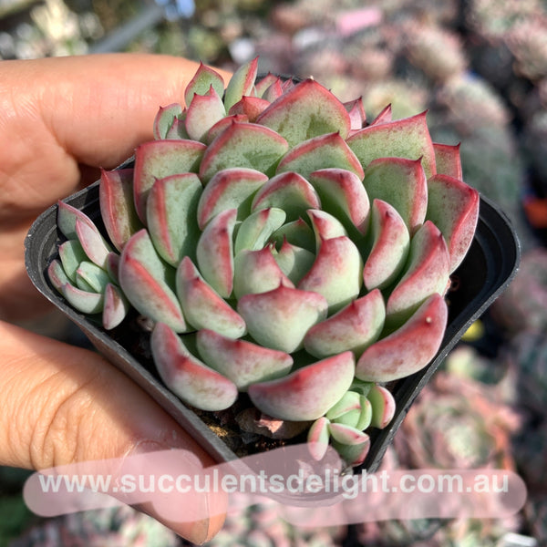 Echeveria Fairy Kiss 妖精之吻