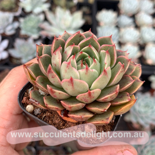 Clearance: Echeveria Agavoides Santa Lewis 圣路易斯