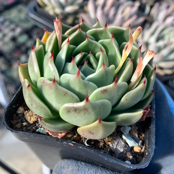 Echeveria Green Gravity 绿色引力 - Succulents Delight 2022 New Hybrid