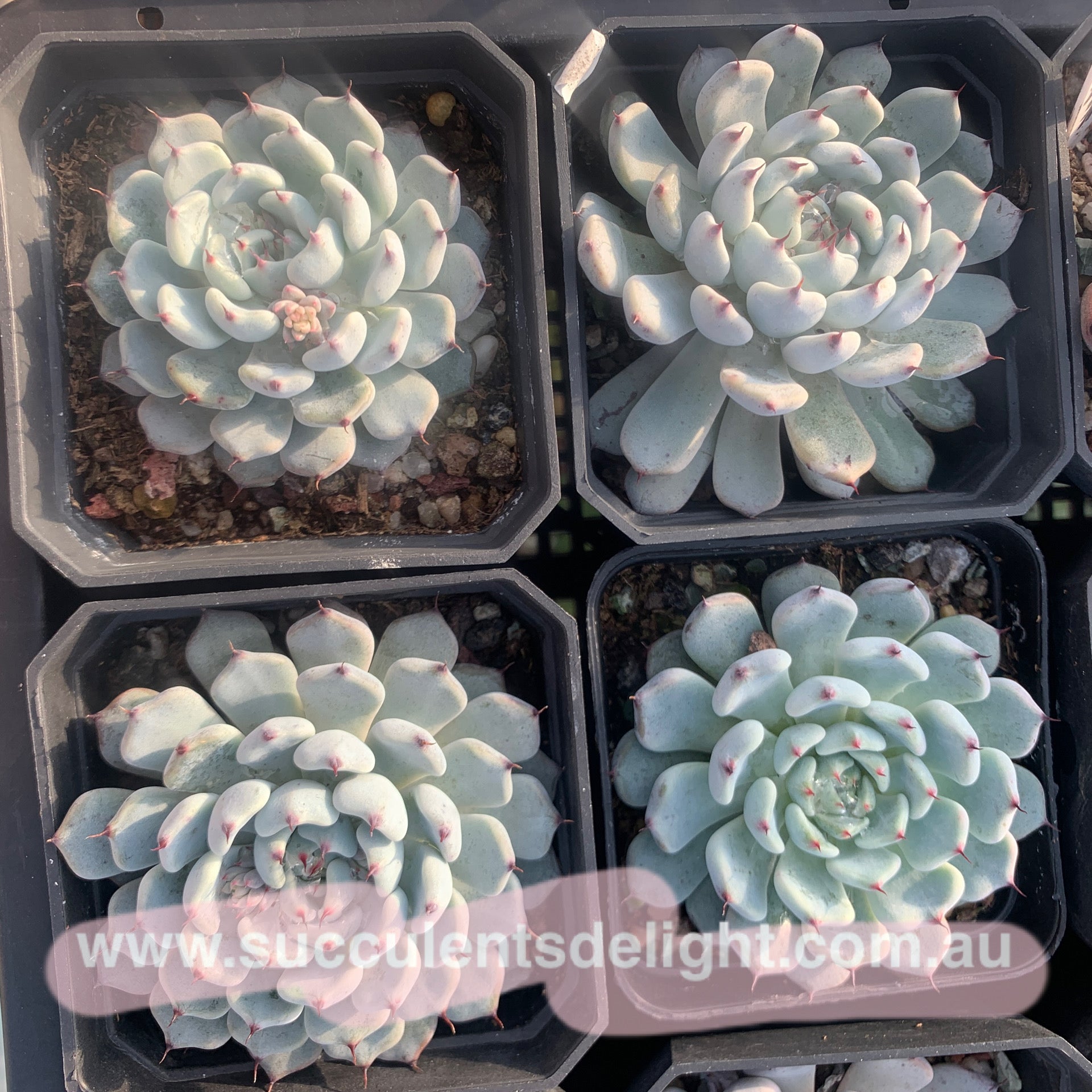 Echeveria cuspidata var gemmula 黑爪