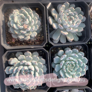 Echeveria cuspidata var gemmula 黑爪