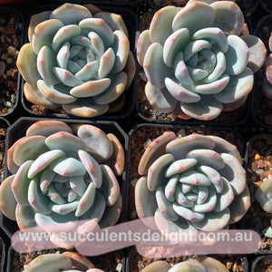 Echeveria Monroe x Lauii 梦雪