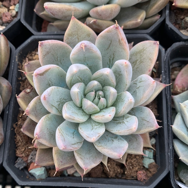 Echeveria White Dew (with dark lines) 白露（暗纹系）