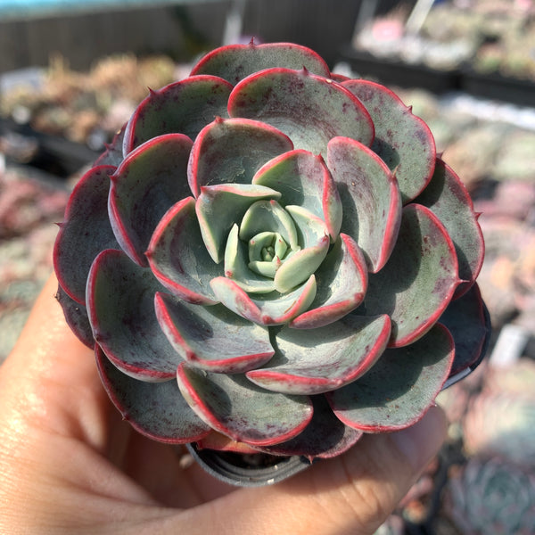 Echeveria Purple Rain (raindrop hybrid) 紫雨(雨滴杂）