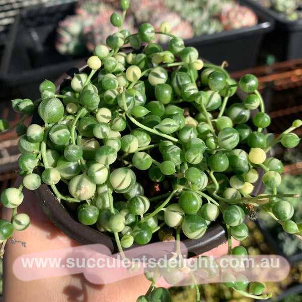 3x cuttings Senecio Rowleyanus Variegata 'Variegated String of Pearls' 佛珠锦 砍头