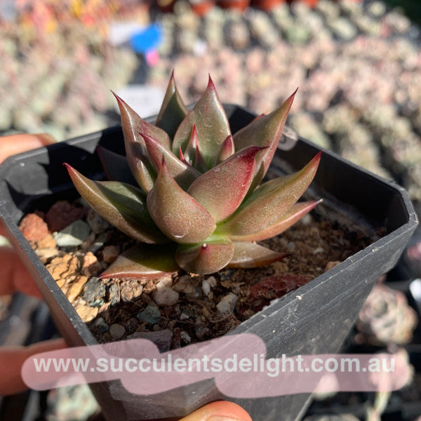 Echeveria Agavoides Girl Talk 女孩密语