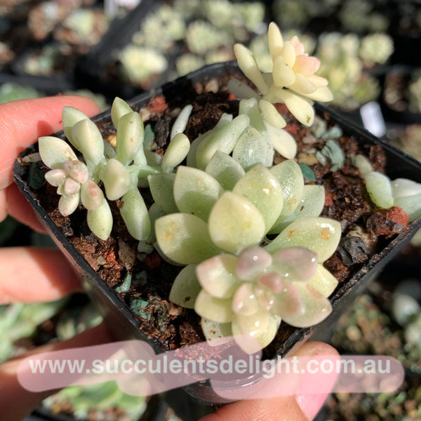 Graptopetalum mirinae variegata 姬秋丽锦