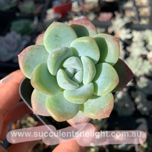 Echeveria Ice Dew 冰露