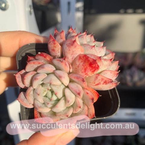 Echeveria Elegans Dongting 洞庭月影