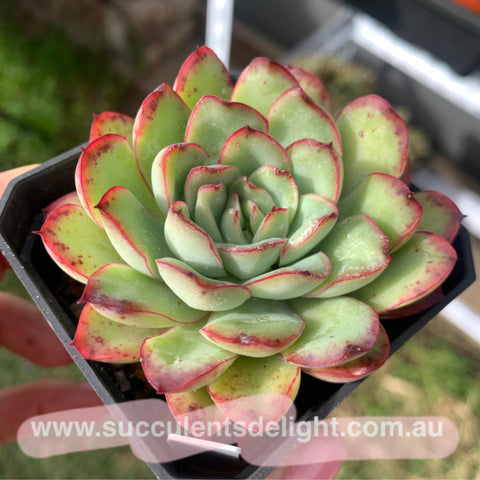 Echeveria Mexican Pulidonis 墨西哥花月夜