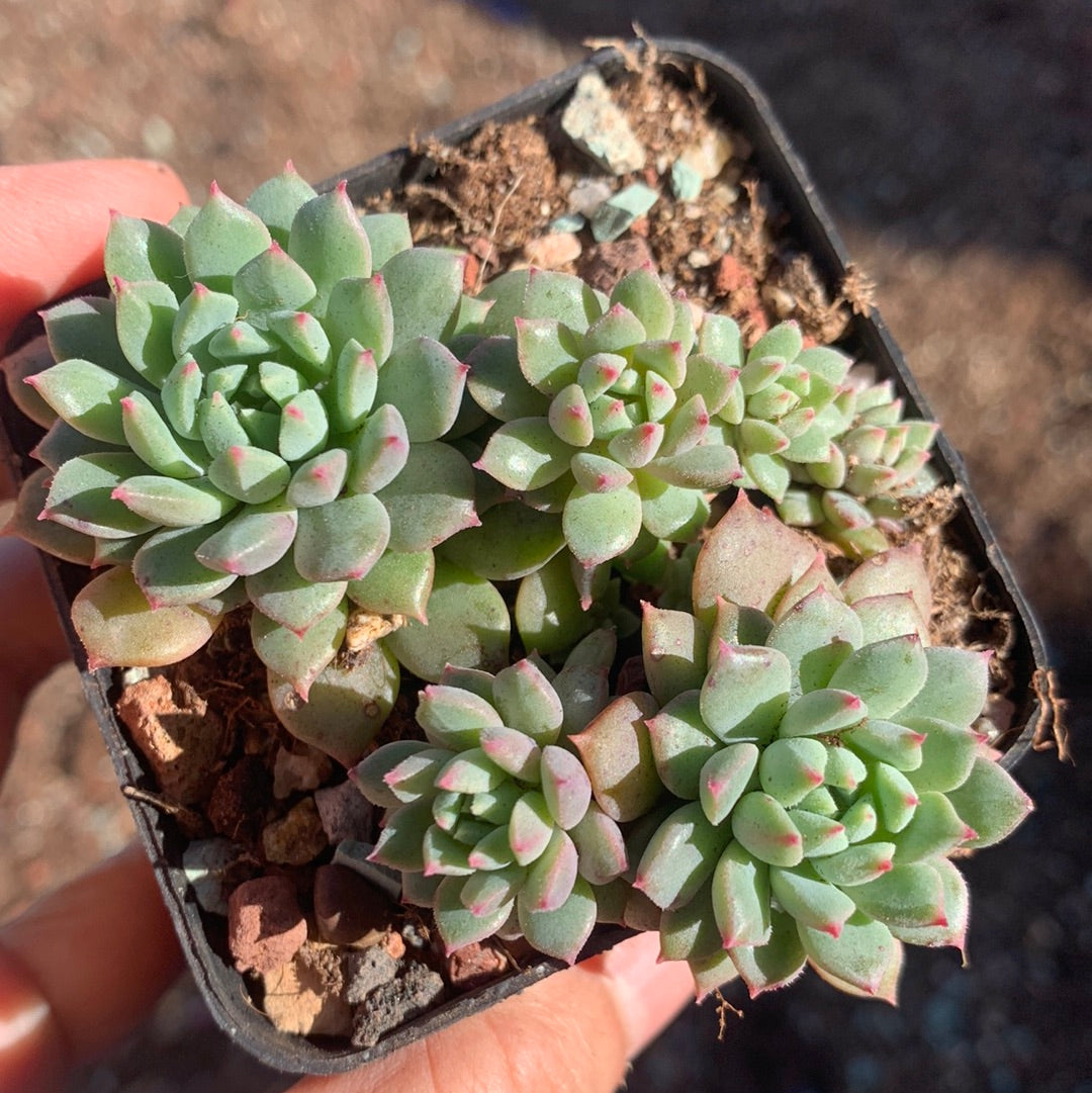 Echeveria Chrissy N Ryan cluster 莱恩小精灵群