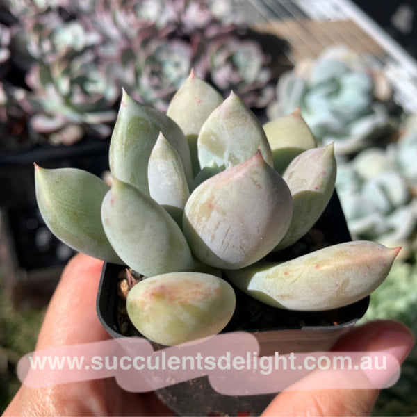 Echeveria Snow Queen 白雪女王