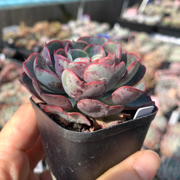 Echeveria Purple Rain (raindrop hybrid) 紫雨(雨滴杂）