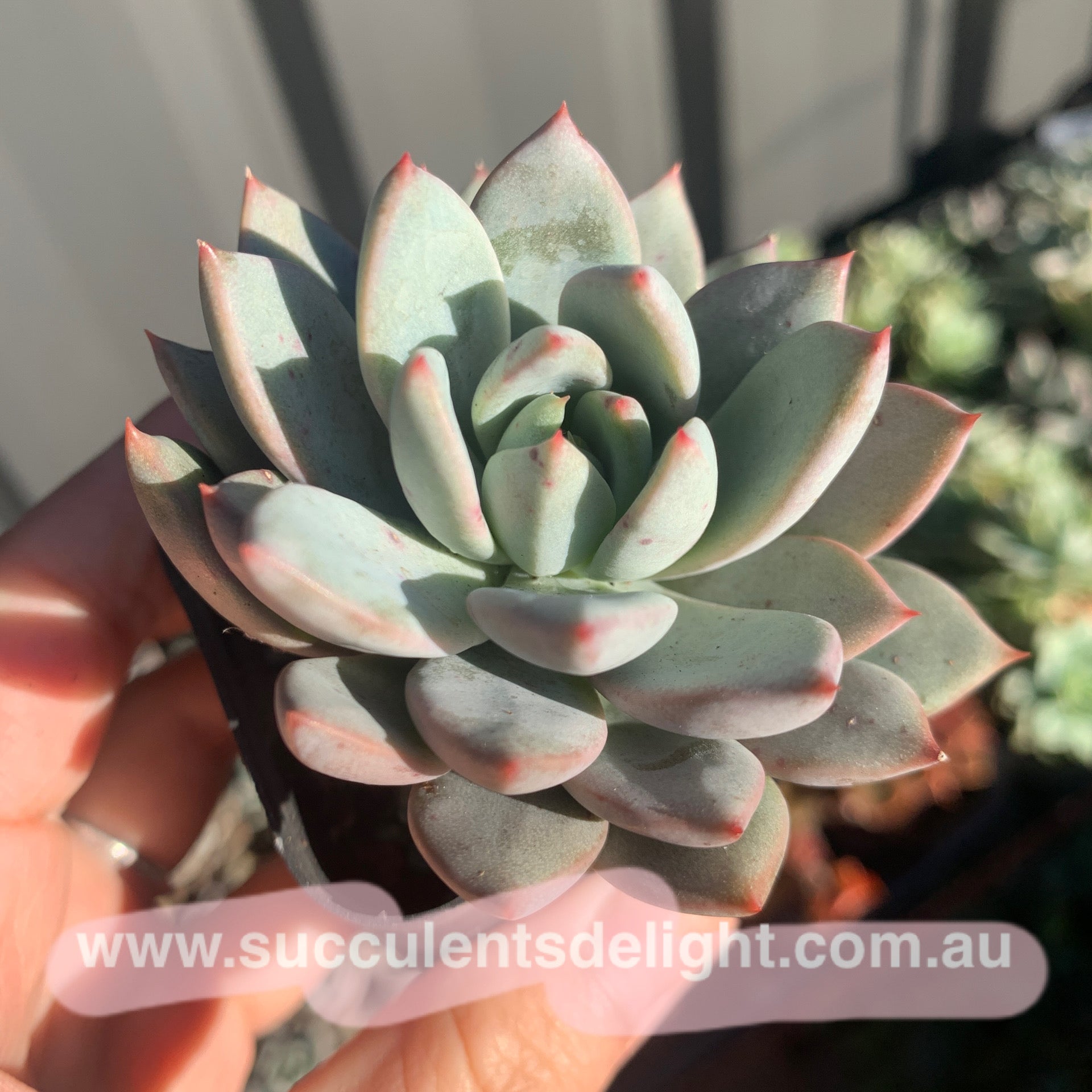 Echeveria Yeomiwol 女美月