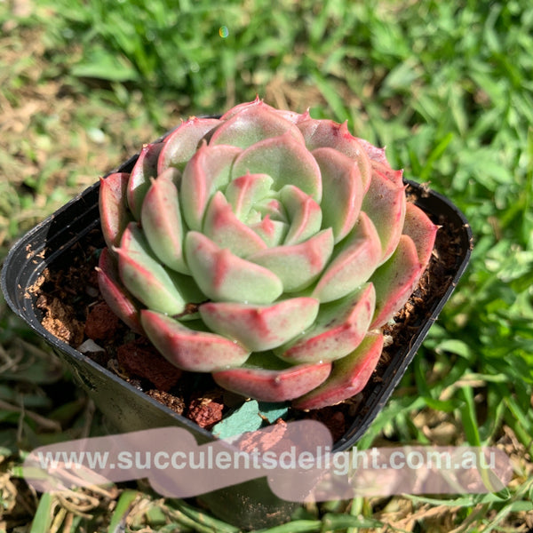 Echeveria Emerald Jade 翡翠玉