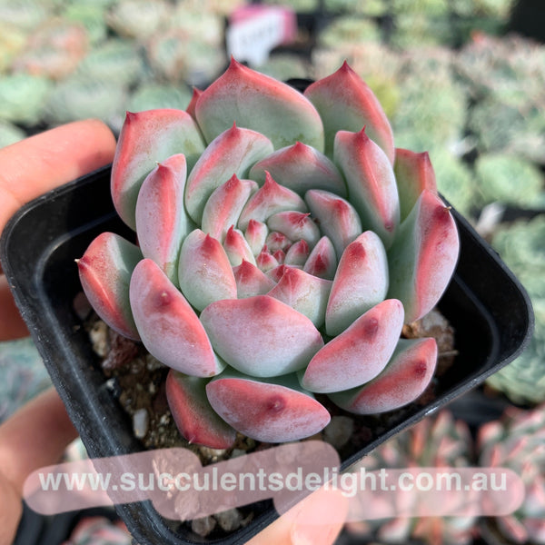 Echeveria Moon Shadow 月之影