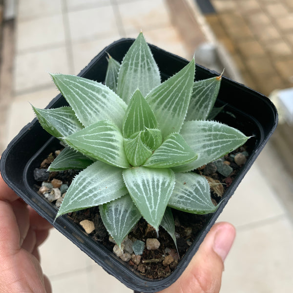 Haworthia Grey Ghost 灰鬼