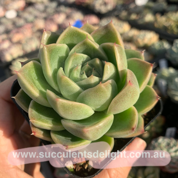 Echeveria Malgan 实生麦秆