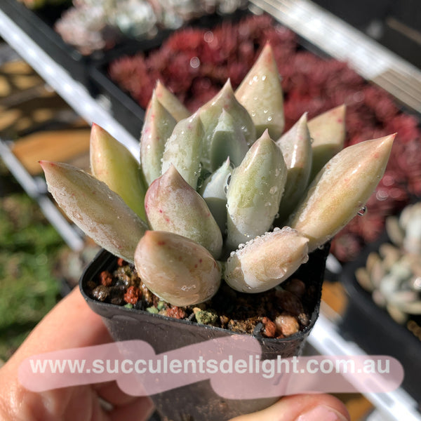 Echeveria Snow Queen 白雪女王