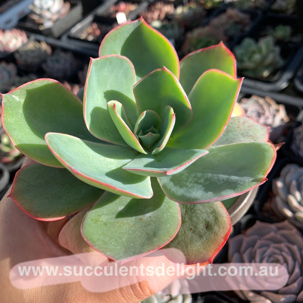 Echeveria White Rose 白玫瑰