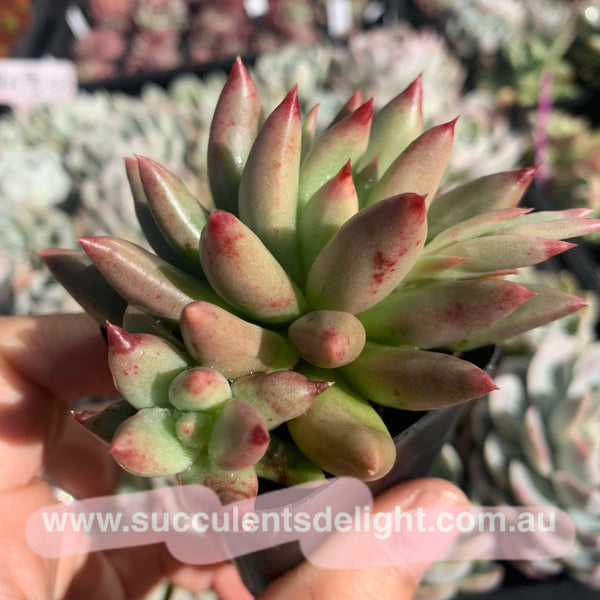 Pachyveria Ebony Finger 乌木x婴儿手指