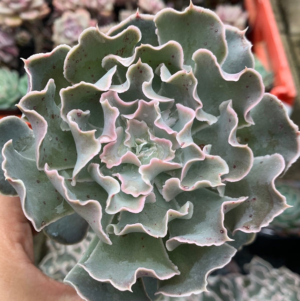 Echeveria shaviana Pink Frills / pink ruffles 袛园之舞