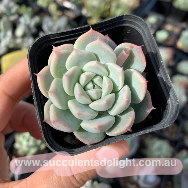 Echeveria Strawberry and Cream 奶油草莓