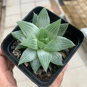 Haworthia Grey Ghost 灰鬼